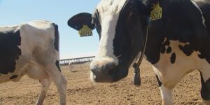 New technology helps Arizona cows stay healthy, track exercise and eating patterns